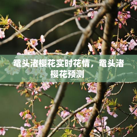 鼋头渚樱花实时花情，鼋头渚樱花预测 