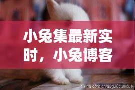 小兔集最新实时，小兔博客 