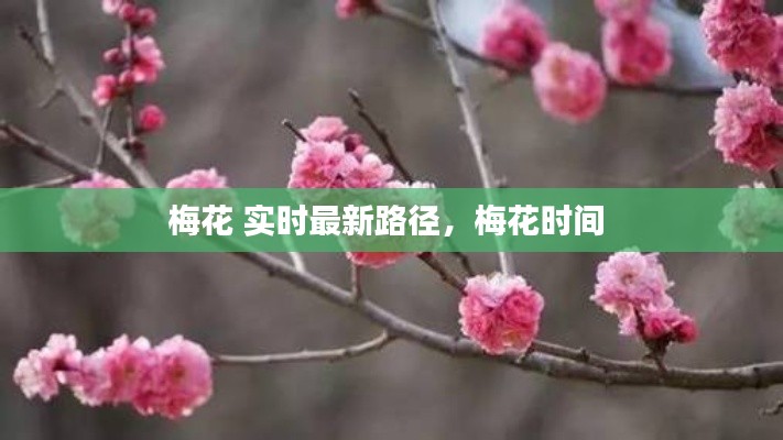 梅花 实时最新路径，梅花时间 