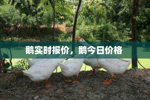 鹅实时报价，鹅今日价格 