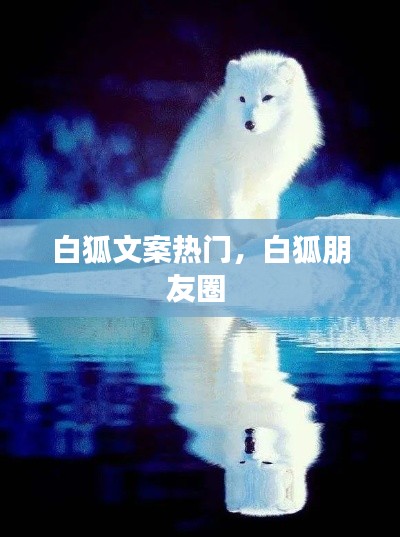 白狐文案热门，白狐朋友圈 