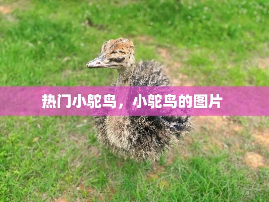 热门小鸵鸟，小鸵鸟的图片 