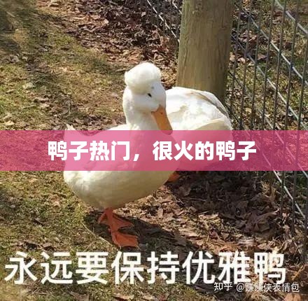 鸭子热门，很火的鸭子 