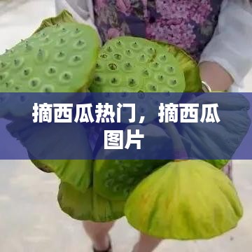 摘西瓜热门，摘西瓜图片 