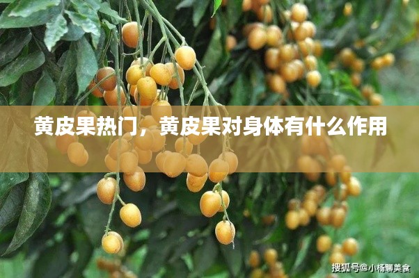 黄皮果热门，黄皮果对身体有什么作用 
