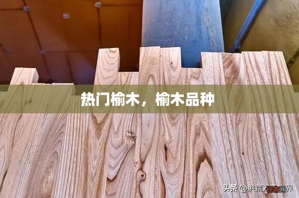 热门榆木，榆木品种 