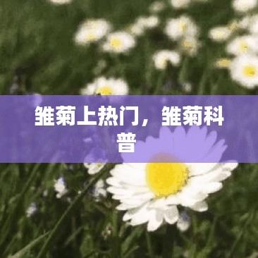 雏菊上热门，雏菊科普 