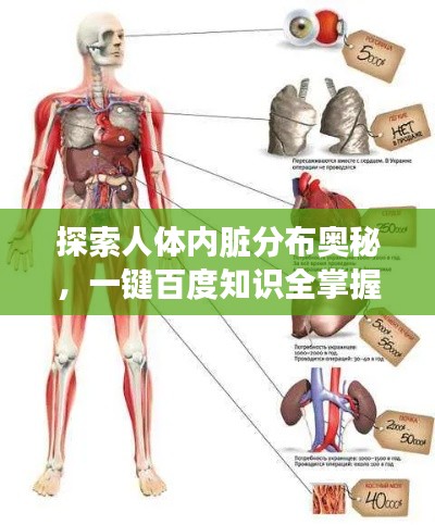 探索人体内脏分布奥秘，一键百度知识全掌握