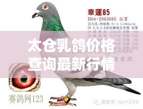 太仓乳鸽价格查询最新行情：太仓赛鸽获奖名单 