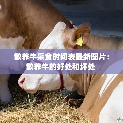 散养牛采食时间表最新图片：散养牛的好处和坏处 