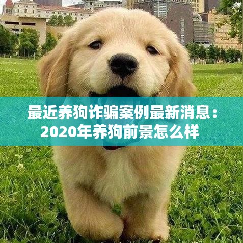 最近养狗诈骗案例最新消息：2020年养狗前景怎么样 