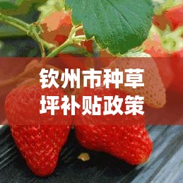 钦州市种草坪补贴政策最新：2020年钦州草莓园采摘地址 