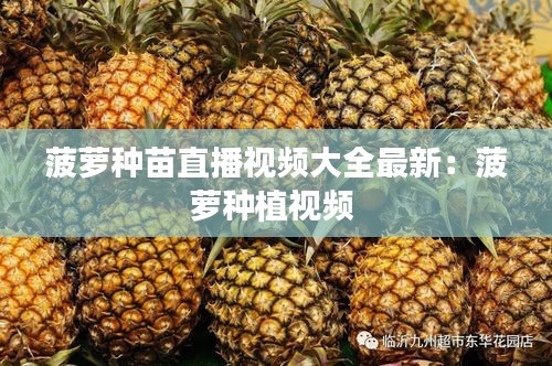 菠萝种苗直播视频大全最新：菠萝种植视频 