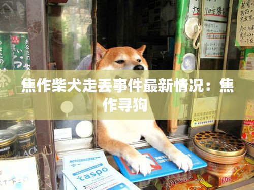 焦作柴犬走丢事件最新情况：焦作寻狗 