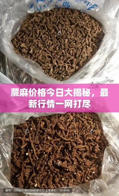 蕨麻价格今日大揭秘，最新行情一网打尽