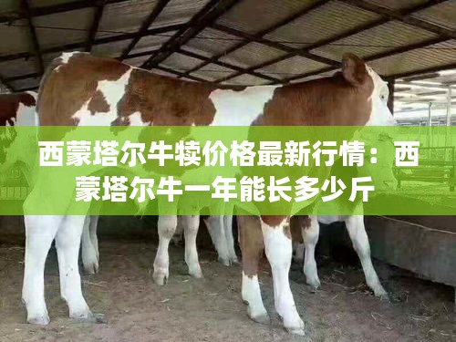 西蒙塔尔牛犊价格最新行情：西蒙塔尔牛一年能长多少斤 