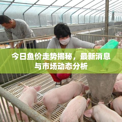 今日鱼价走势揭秘，最新消息与市场动态分析