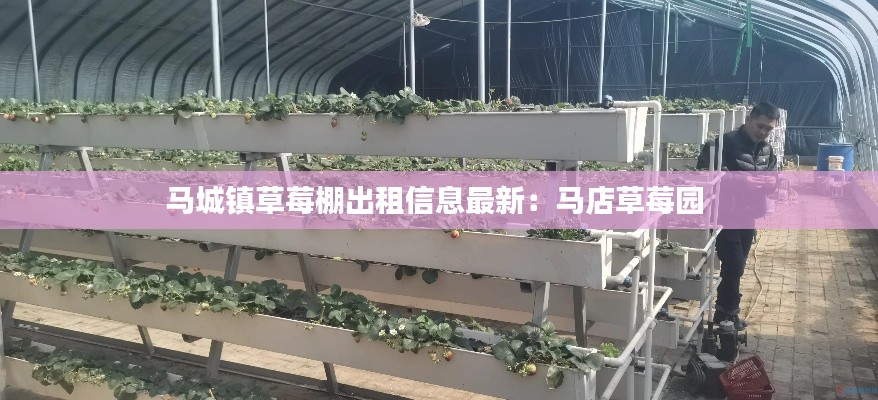 马城镇草莓棚出租信息最新：马店草莓园 