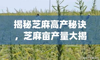 揭秘芝麻高产秘诀，芝麻亩产量大揭秘！