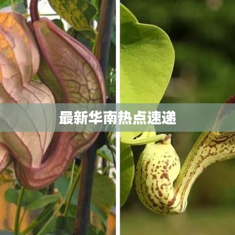 最新华南热点速递