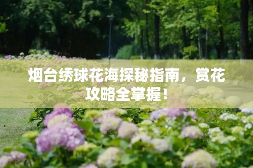 烟台绣球花海探秘指南，赏花攻略全掌握！