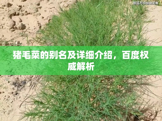 猪毛菜的别名及详细介绍，百度权威解析