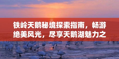 铁岭天鹅秘境探索指南，畅游绝美风光，尽享天鹅湖魅力之旅