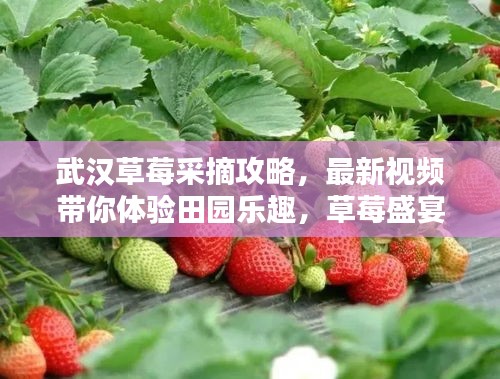 武汉草莓采摘攻略，最新视频带你体验田园乐趣，草莓盛宴不容错过！