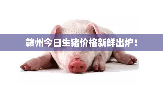 赣州今日生猪价格新鲜出炉！