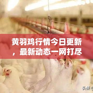 黄羽鸡行情今日更新，最新动态一网打尽