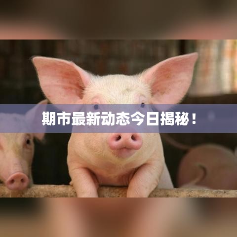 期市最新动态今日揭秘！