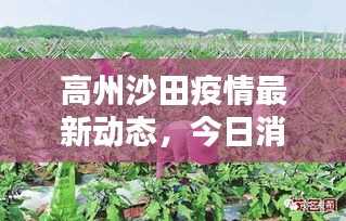 高州沙田疫情最新动态，今日消息全解析
