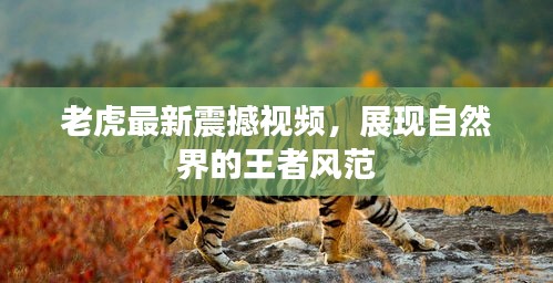 老虎最新震撼视频，展现自然界的王者风范