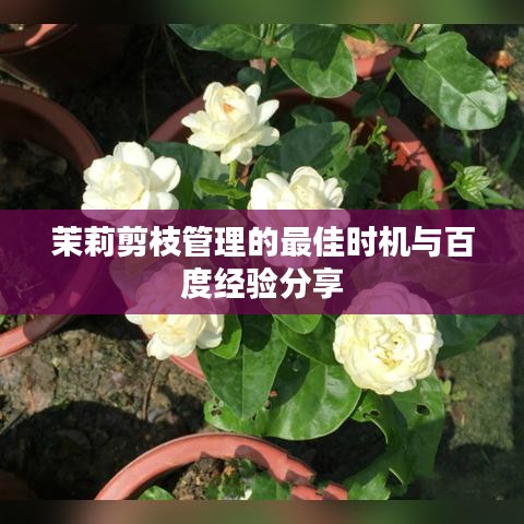 茉莉剪枝管理的最佳时机与百度经验分享