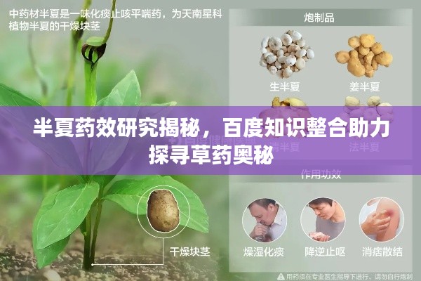 半夏药效研究揭秘，百度知识整合助力探寻草药奥秘