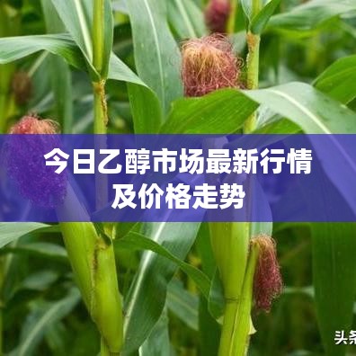 今日乙醇市场最新行情及价格走势