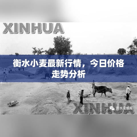 衡水小麦最新行情，今日价格走势分析