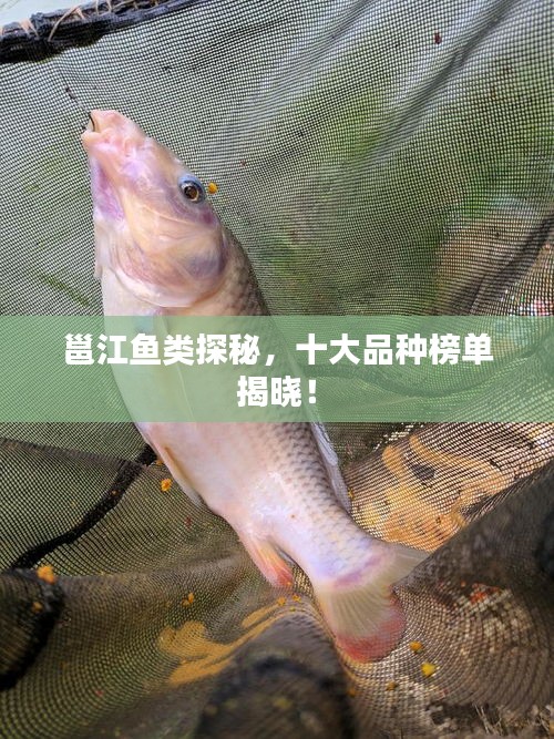 邕江鱼类探秘，十大品种榜单揭晓！