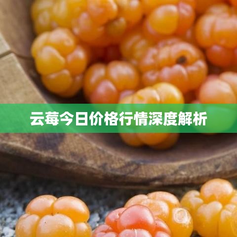 云莓今日价格行情深度解析
