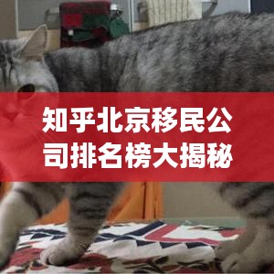 知乎北京移民公司排名榜大揭秘，权威解读与深度剖析
