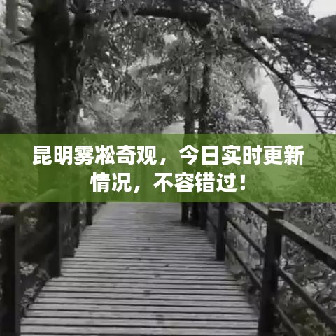 昆明雾凇奇观，今日实时更新情况，不容错过！