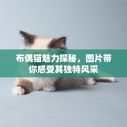 布偶猫魅力探秘，图片带你感受其独特风采