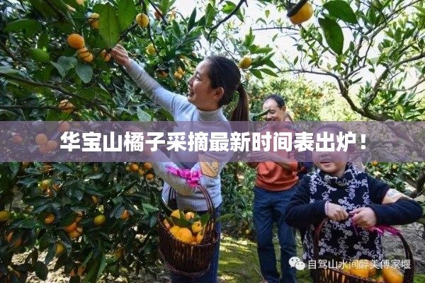 华宝山橘子采摘最新时间表出炉！