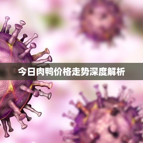 今日肉鸭价格走势深度解析