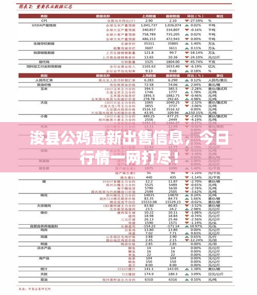 浚县公鸡最新出售信息，今日行情一网打尽！