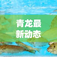 青龙最新动态揭秘，今日独家消息抢鲜看！