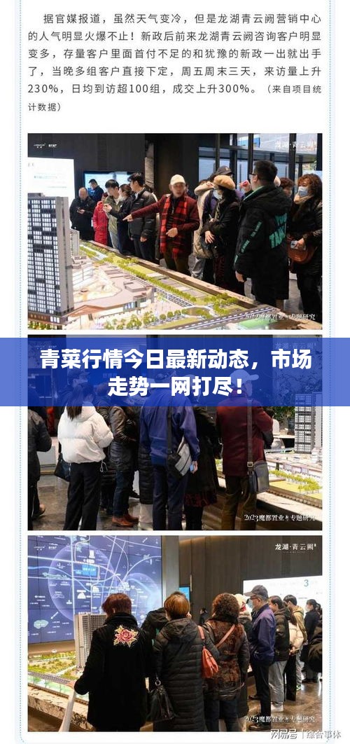 青菜行情今日最新动态，市场走势一网打尽！