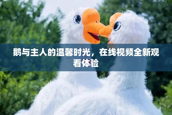 鹅与主人的温馨时光，在线视频全新观看体验