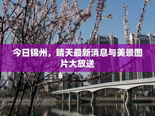 今日锦州，晴天最新消息与美景图片大放送