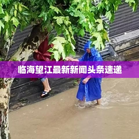 临海望江最新新闻头条速递